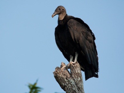 Vulture #6