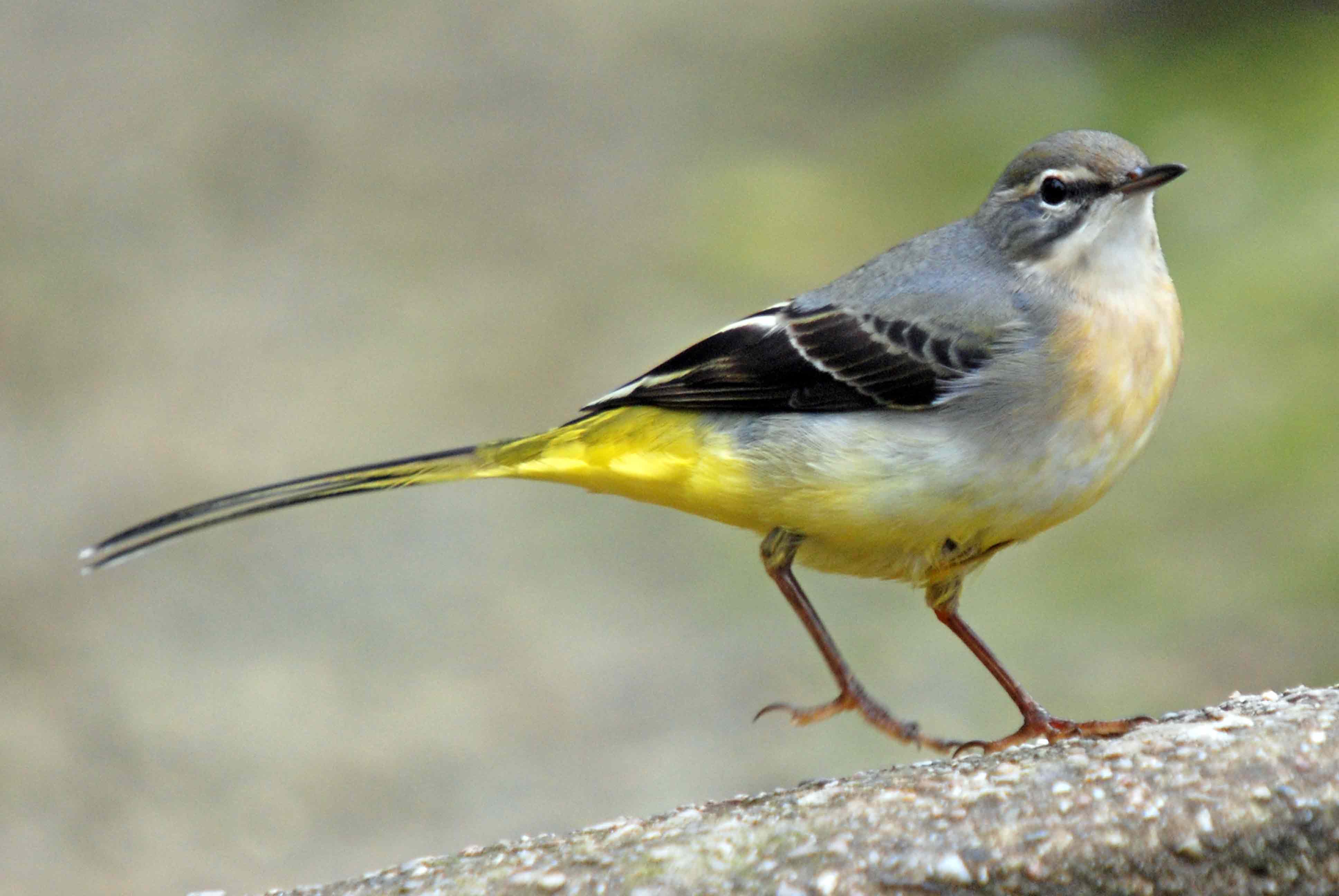 High Resolution Wallpaper | Wagtail 3872x2592 px