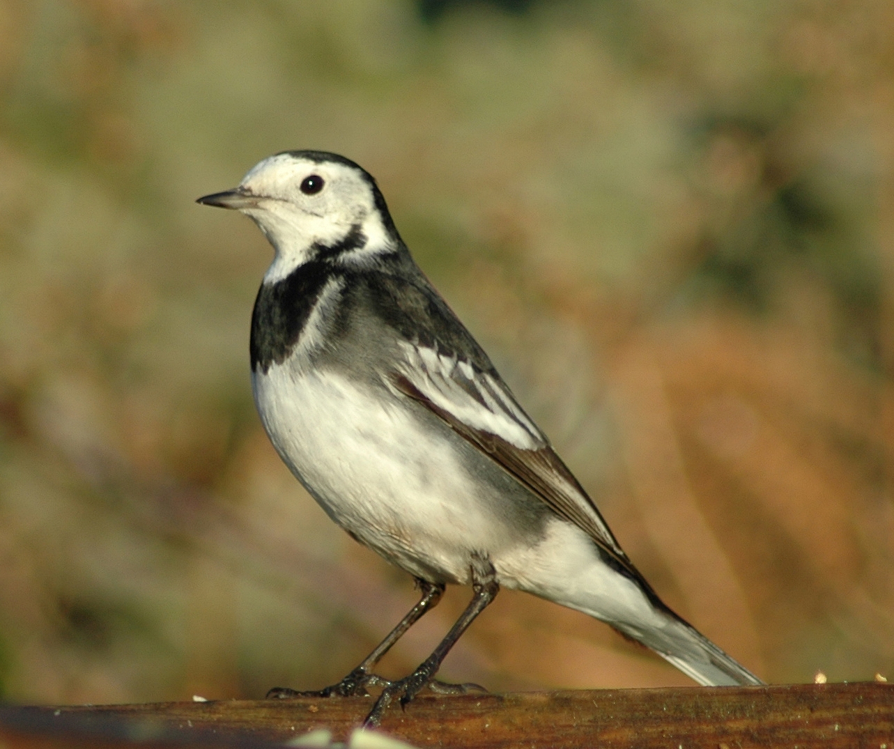 High Resolution Wallpaper | Wagtail 1283x1075 px