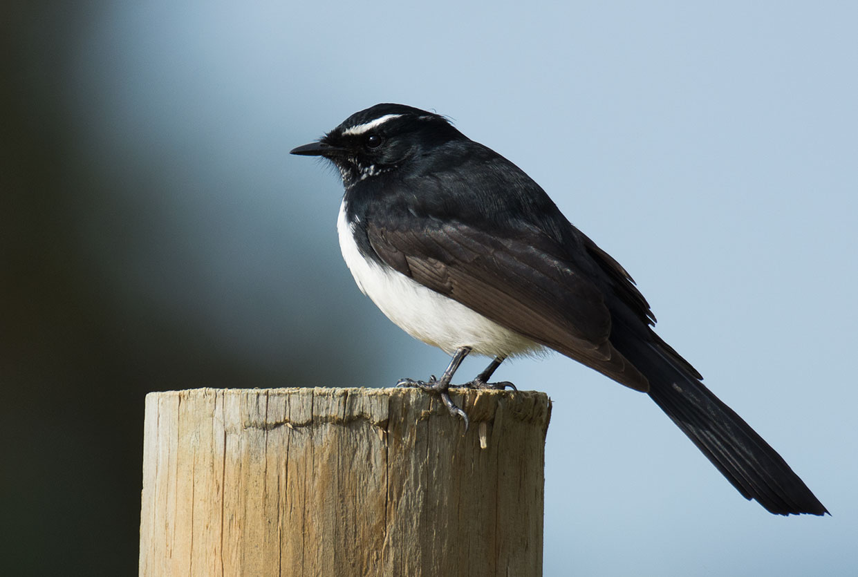 Amazing Wagtail Pictures & Backgrounds