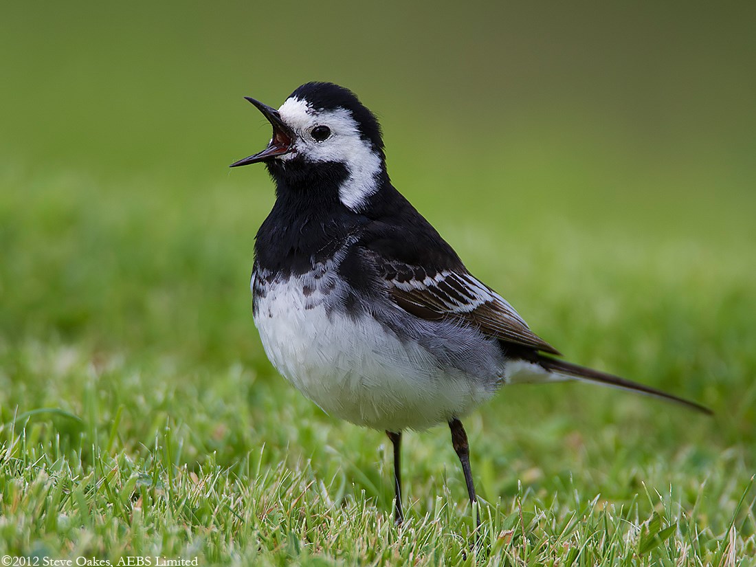 Images of Wagtail | 1100x825