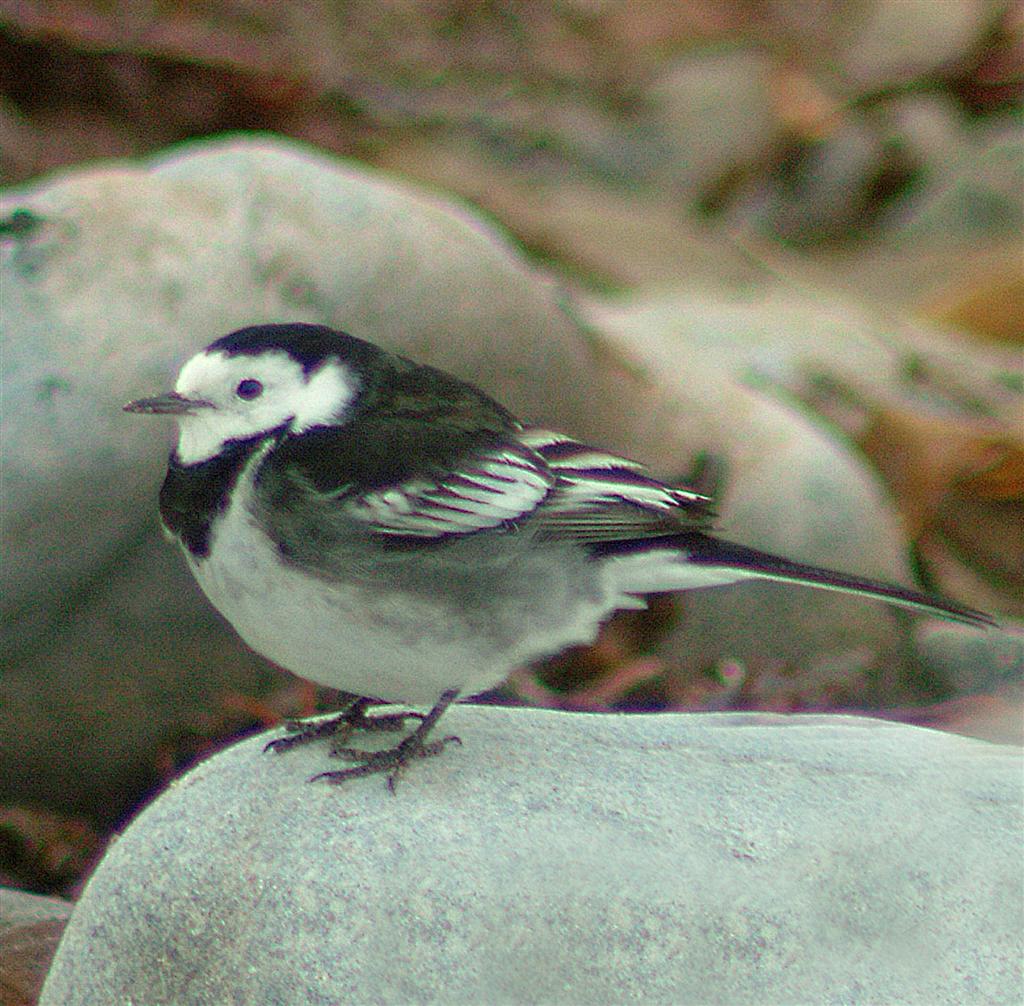 Wagtail High Quality Background on Wallpapers Vista