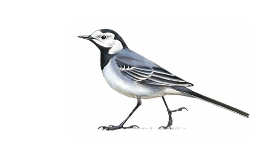 Wagtail Backgrounds, Compatible - PC, Mobile, Gadgets| 530x298 px
