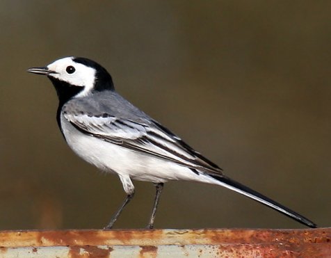 Wagtail Backgrounds on Wallpapers Vista