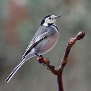 High Resolution Wallpaper | Wagtail 300x300 px