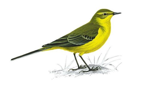 530x298 > Wagtail Wallpapers