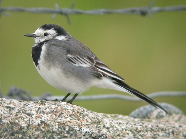 640x479 > Wagtail Wallpapers