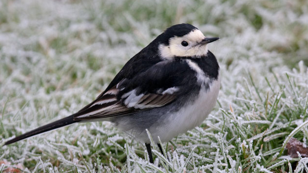 Images of Wagtail | 632x356