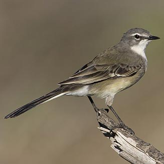 Wagtail Backgrounds on Wallpapers Vista