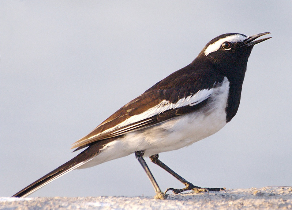 954x688 > Wagtail Wallpapers