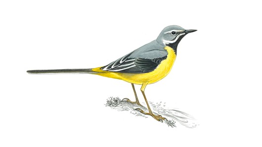 Wagtail High Quality Background on Wallpapers Vista