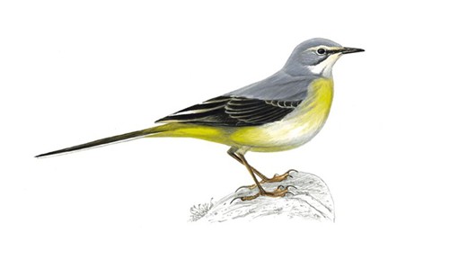 Nice wallpapers Wagtail 530x298px