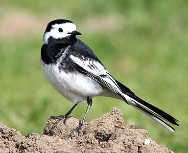 Nice Images Collection: Wagtail Desktop Wallpapers
