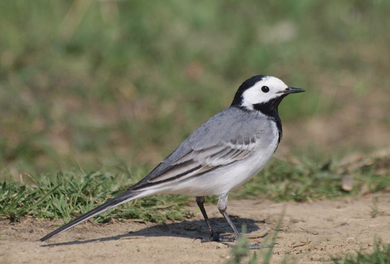 Nice Images Collection: Wagtail Desktop Wallpapers