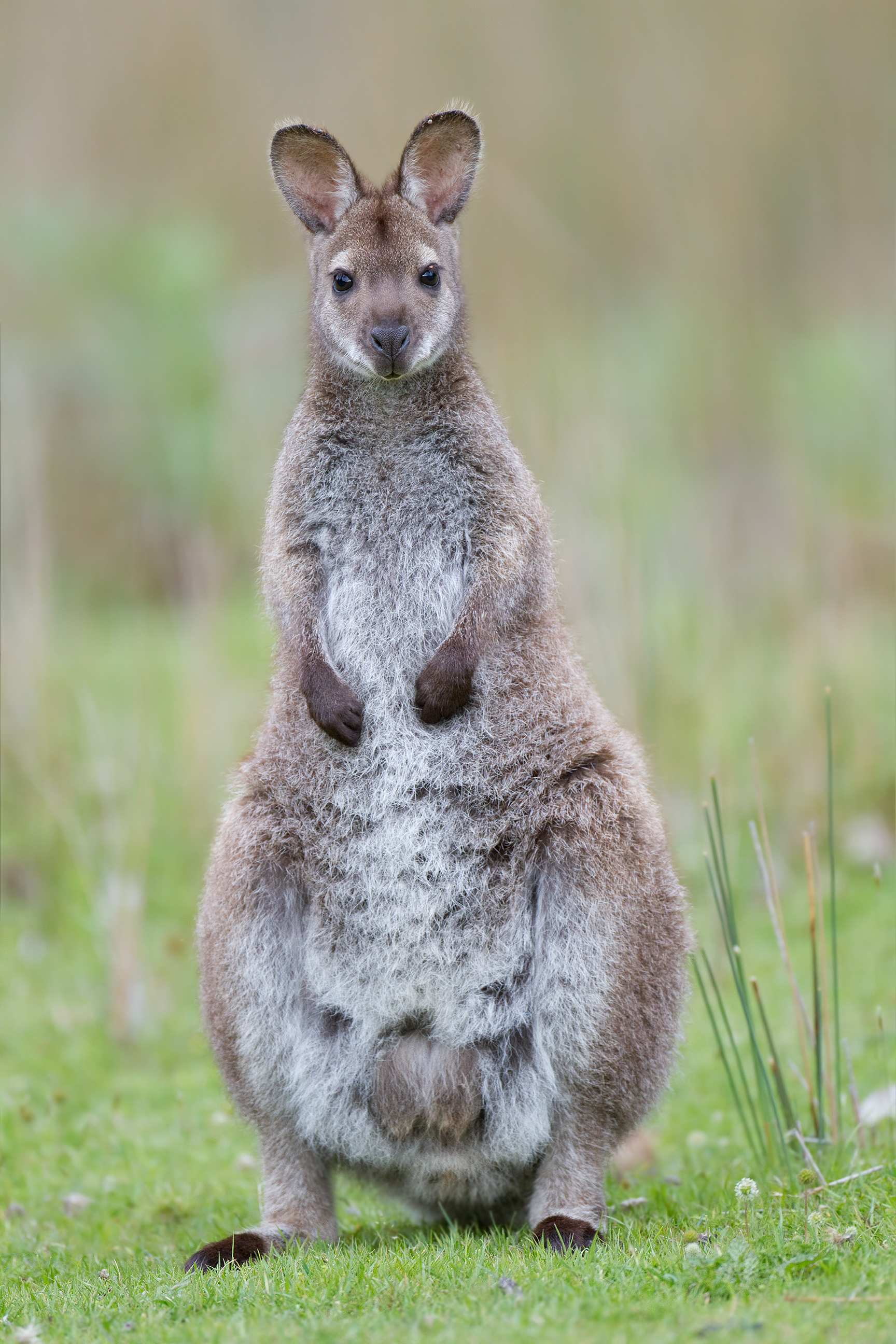 1728x2592 > Wallaby Wallpapers