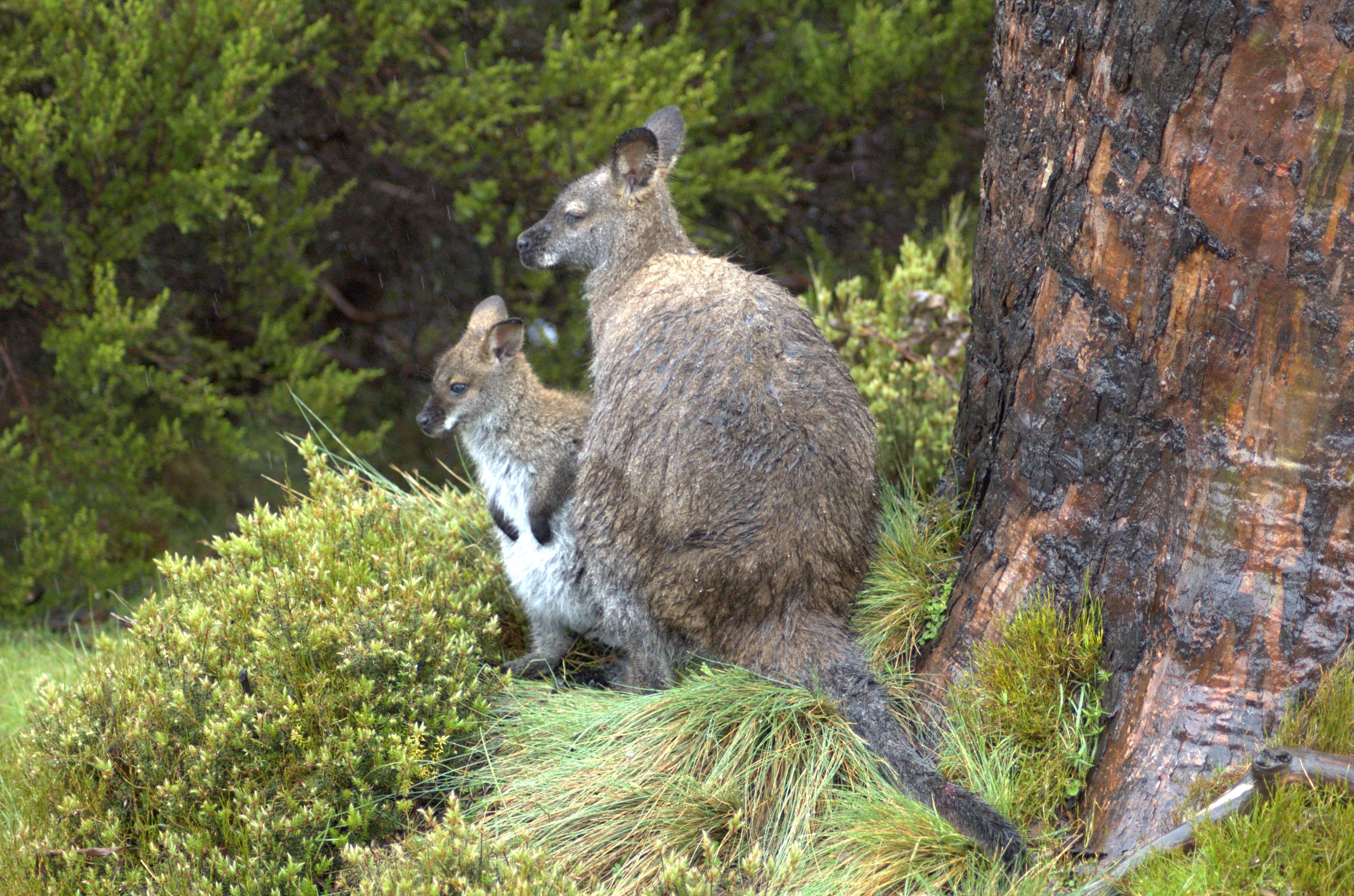 Images of Wallaby | 3038x2012