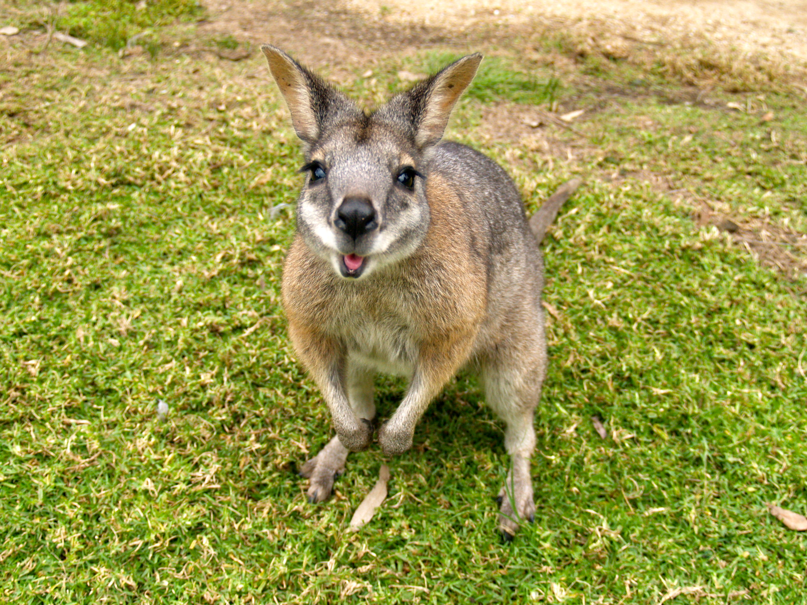 Nice Images Collection: Wallaby Desktop Wallpapers