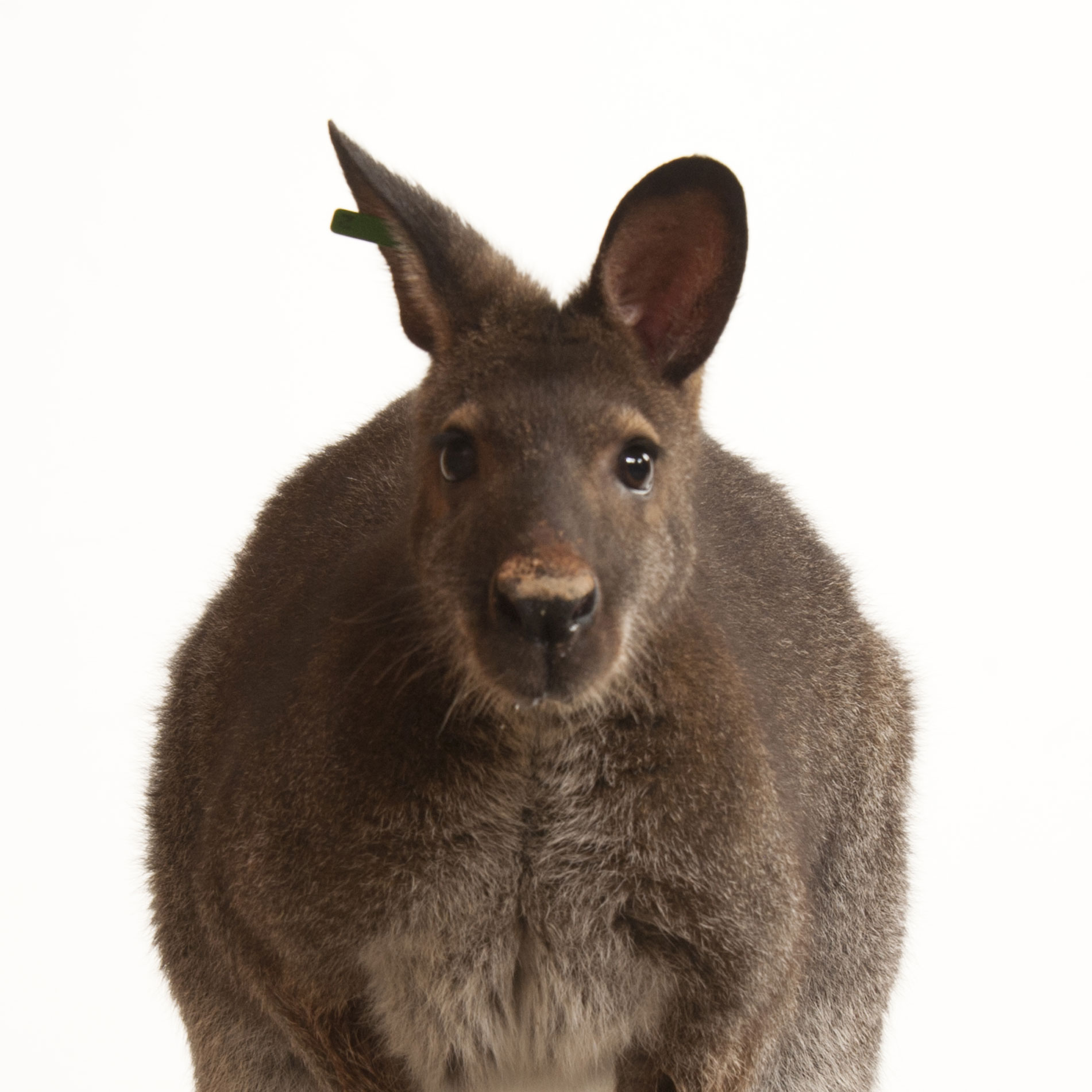 Images of Wallaby | 1901x1901
