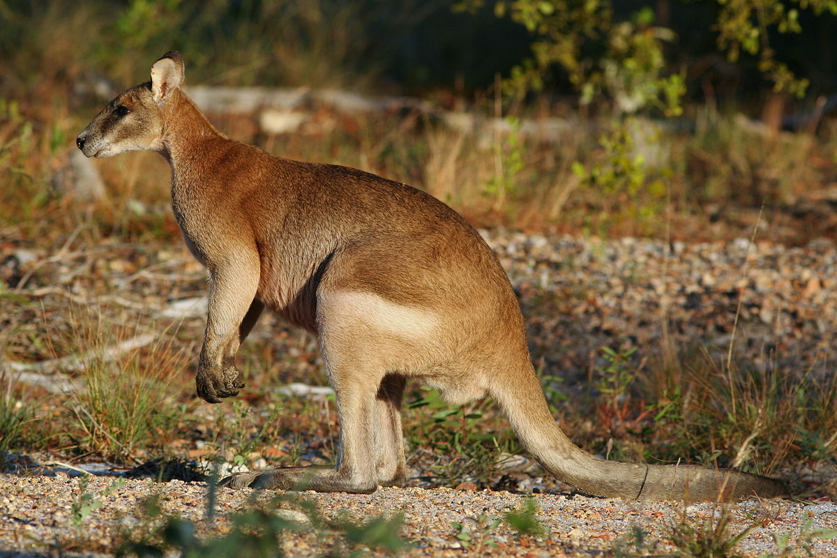 High Resolution Wallpaper | Wallaby 1200x800 px