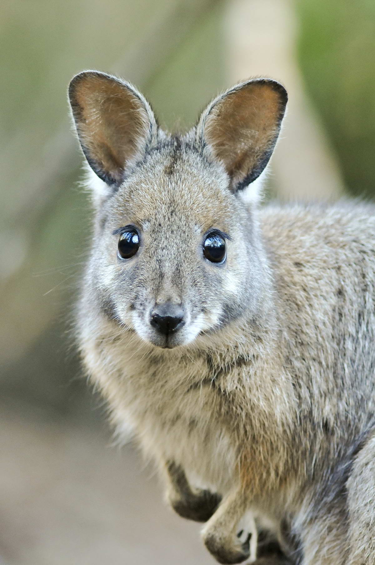 HD Quality Wallpaper | Collection: Animal, 1200x1807 Wallaby