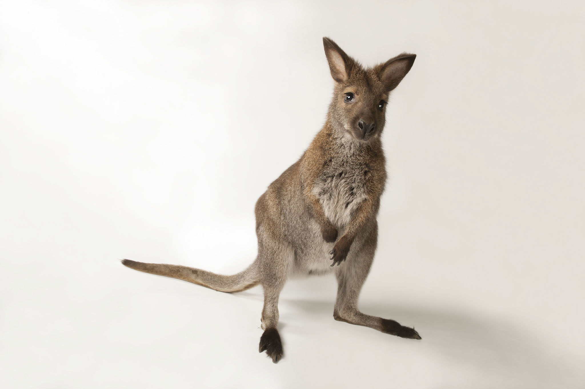 Nice wallpapers Wallaby 2048x1363px