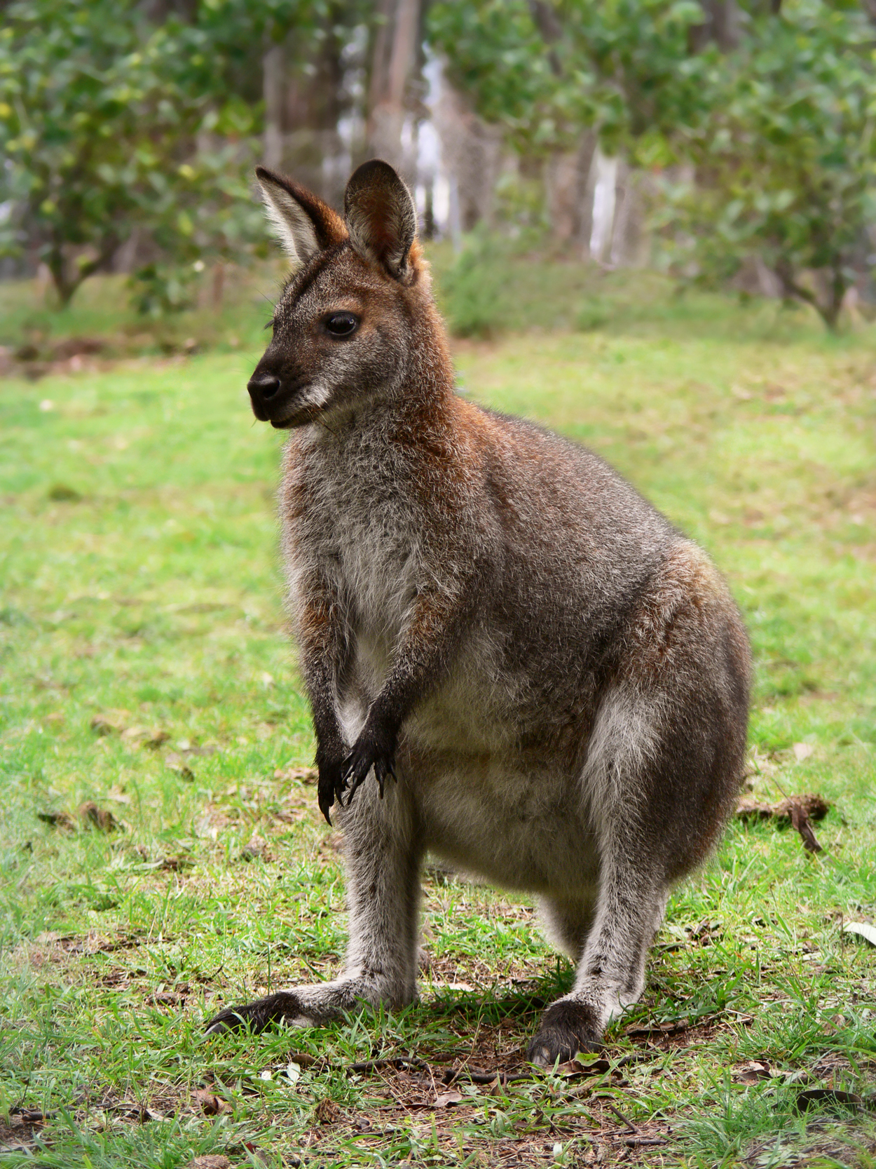 Wallaby Backgrounds, Compatible - PC, Mobile, Gadgets| 1250x1667 px