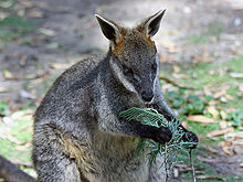 Wallaby Backgrounds, Compatible - PC, Mobile, Gadgets| 220x165 px