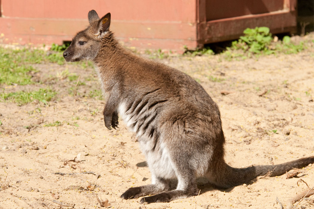 1046x698 > Wallaby Wallpapers
