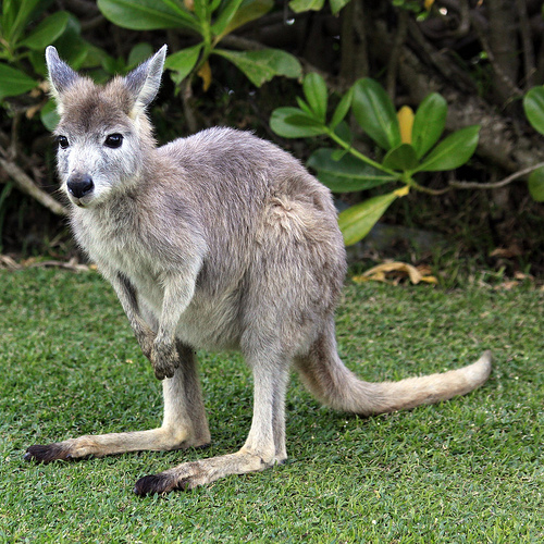 High Resolution Wallpaper | Wallaby 500x500 px