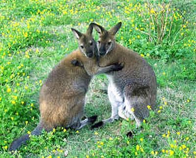 Images of Wallaby | 400x323