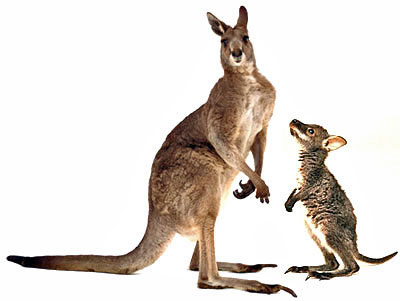 Nice wallpapers Wallaby 400x301px