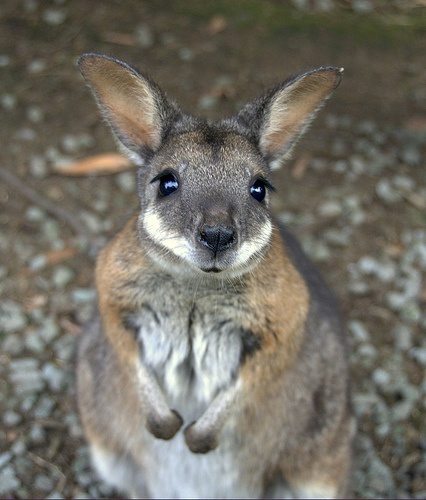 HQ Wallaby Wallpapers | File 39.12Kb