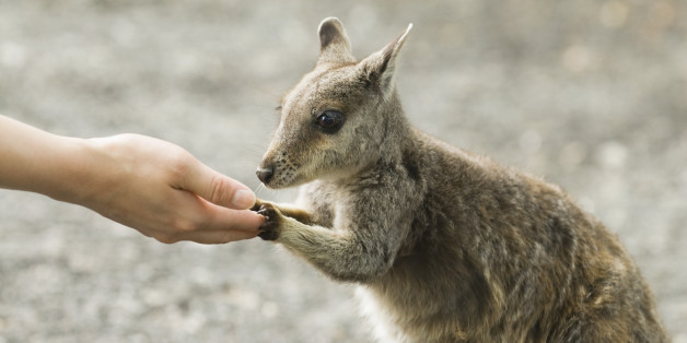 Amazing Wallaby Pictures & Backgrounds