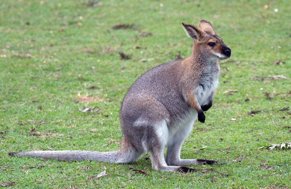 High Resolution Wallpaper | Wallaby 1000x651 px