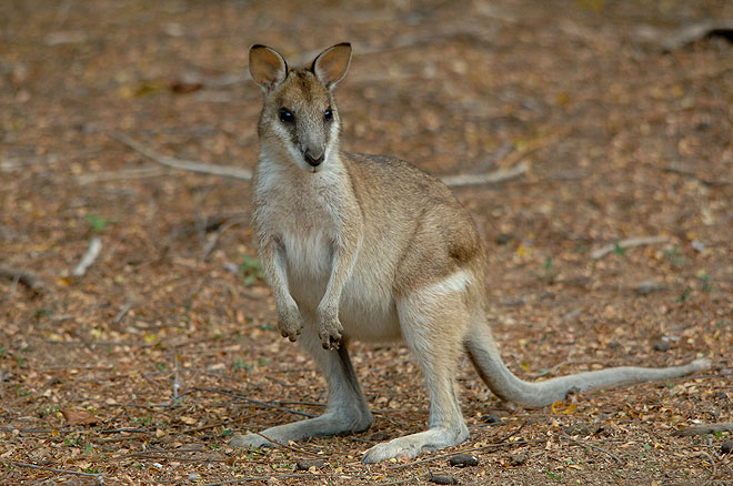 Images of Wallaby | 660x438