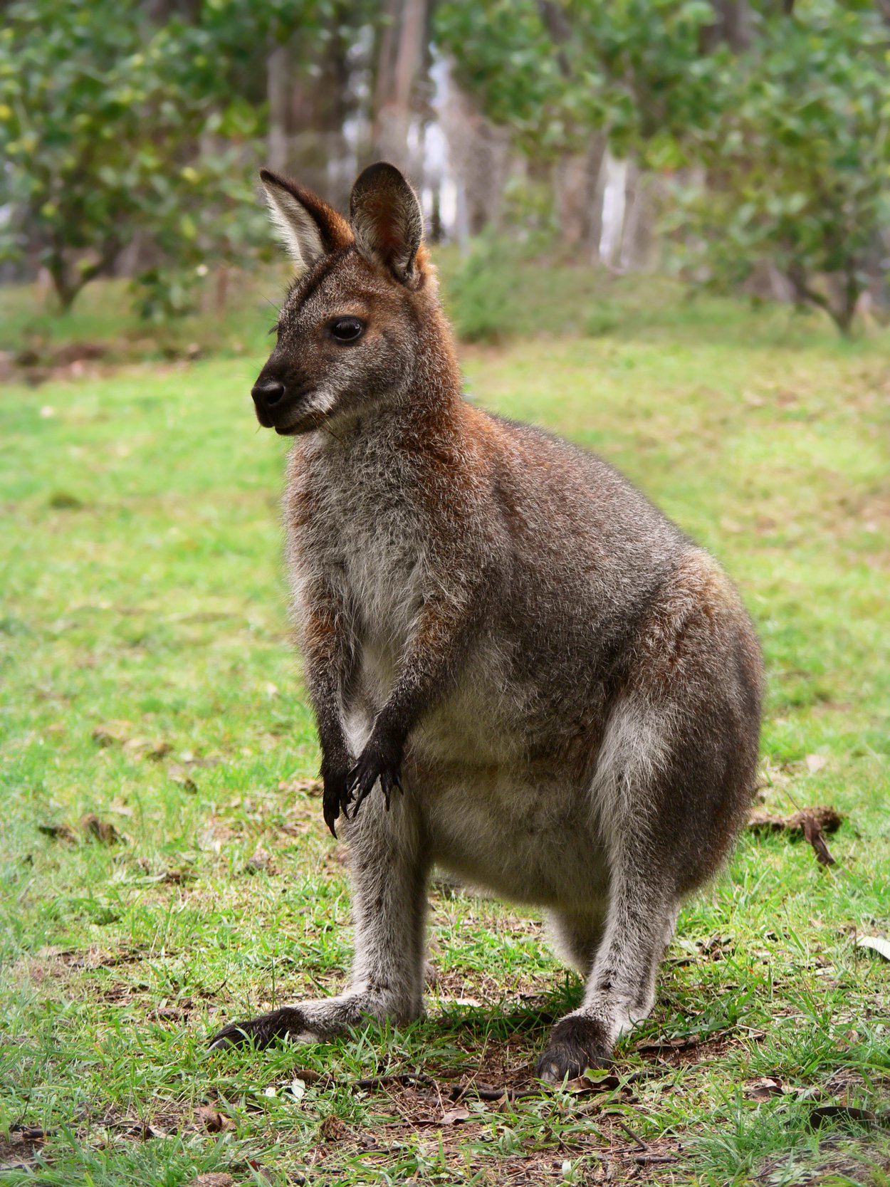 HQ Wallaby Wallpapers | File 484.73Kb