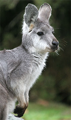 Wallaroo High Quality Background on Wallpapers Vista