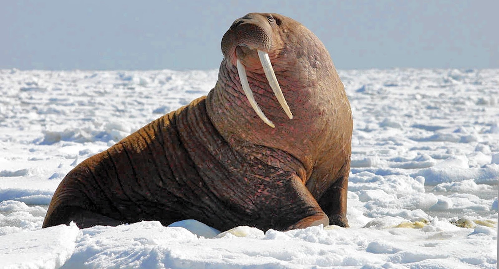 HD Quality Wallpaper | Collection: Animal, 1600x864 Walrus
