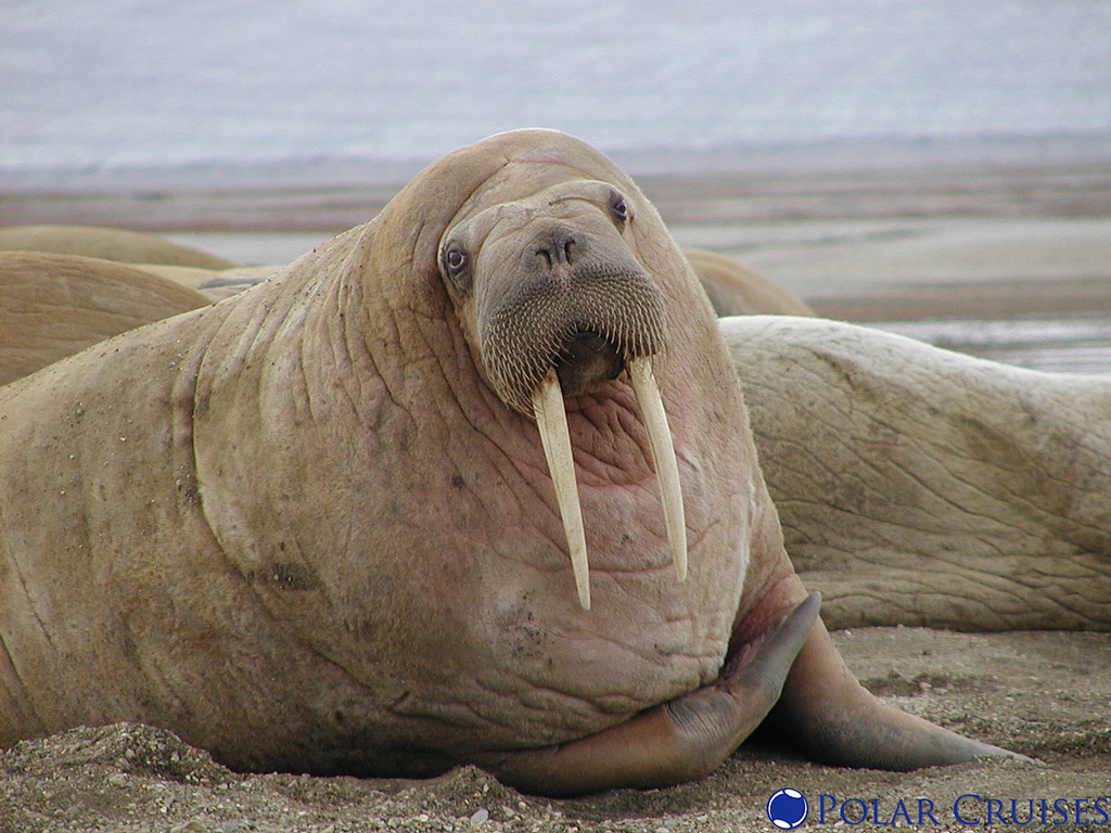 HD Quality Wallpaper | Collection: Animal, 1024x768 Walrus