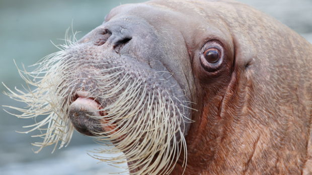 Images of Walrus | 620x349