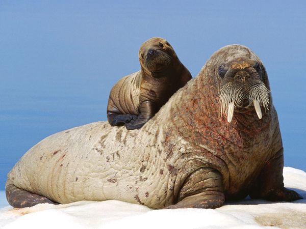 Amazing Walrus Pictures & Backgrounds