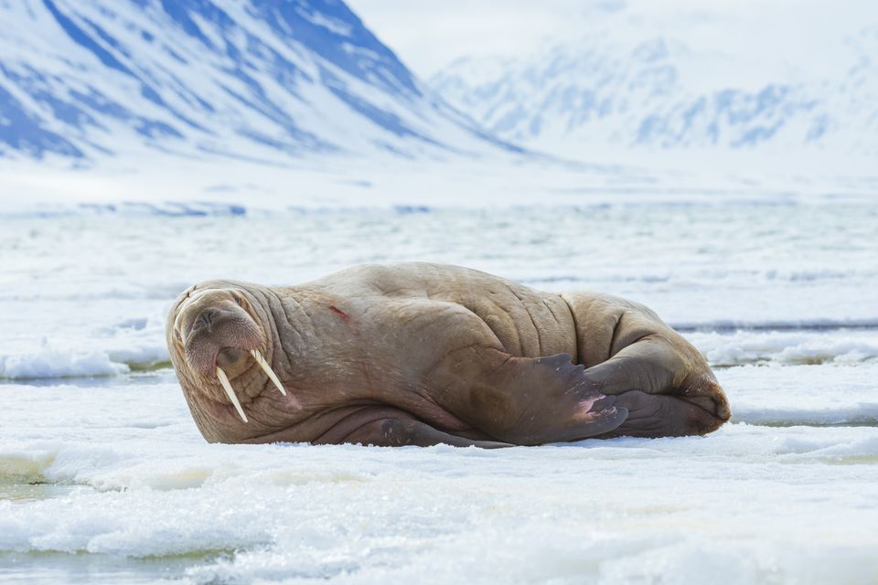 Walrus High Quality Background on Wallpapers Vista