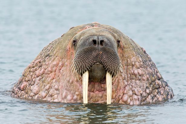 Walrus Backgrounds on Wallpapers Vista