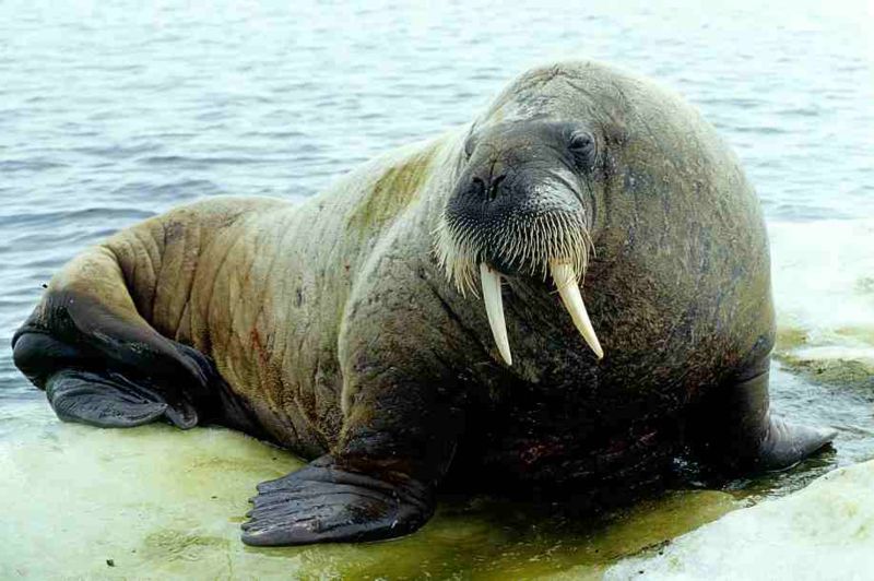 Images of Walrus | 800x532