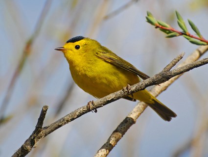 HD Quality Wallpaper | Collection: Animal, 425x320 Warbler