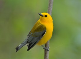 HD Quality Wallpaper | Collection: Animal, 275x200 Warbler