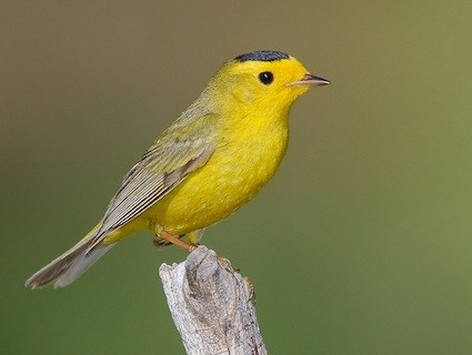 Warbler Backgrounds, Compatible - PC, Mobile, Gadgets| 425x320 px