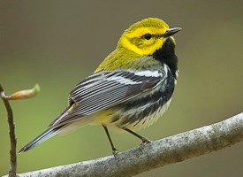 Warbler Backgrounds, Compatible - PC, Mobile, Gadgets| 275x200 px