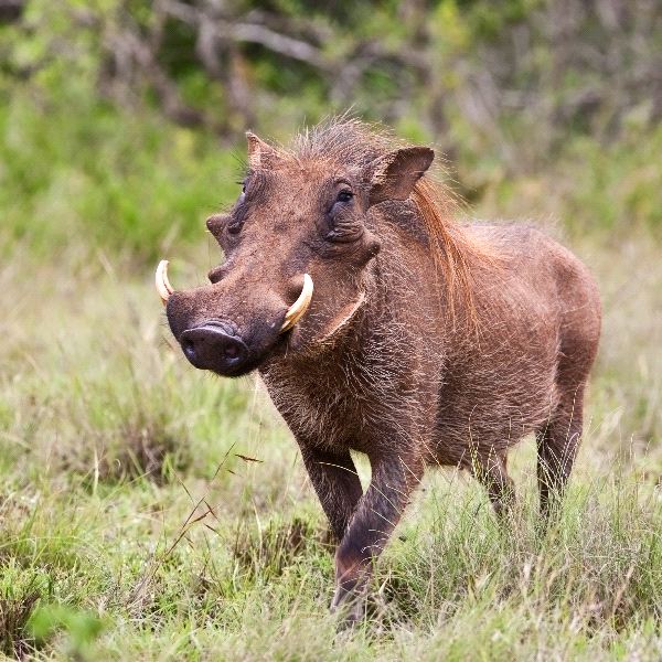 Images of Warthog | 600x600