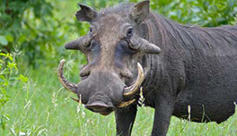 Amazing Warthog Pictures & Backgrounds